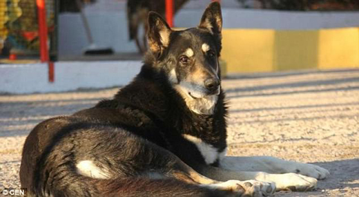 dog